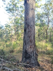 Eucalyptus baileyana