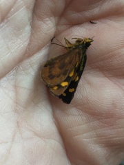 Metisella metis metis