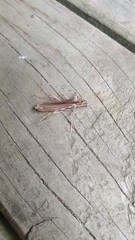 Leptachrous strigipennis