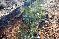 Dodonaea sinuolata acrodentata