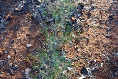 Dodonaea sinuolata acrodentata