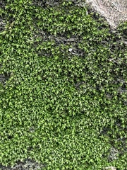 Orthotrichum diaphanum
