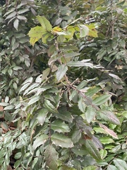 Berberis aquifolium