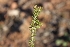 Homalocalyx polyandrus