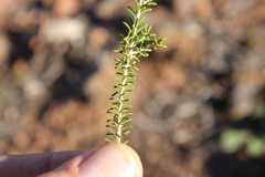 Homalocalyx polyandrus