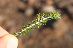 Homalocalyx polyandrus