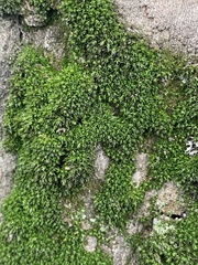 Orthotrichum diaphanum