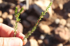 Homalocalyx polyandrus