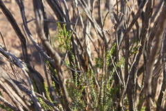 Homalocalyx polyandrus