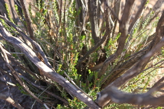 Homalocalyx polyandrus