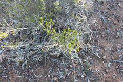 Homalocalyx polyandrus