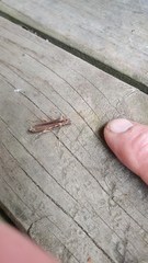 Leptachrous strigipennis