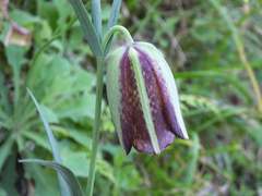 Fritillaria messanensis