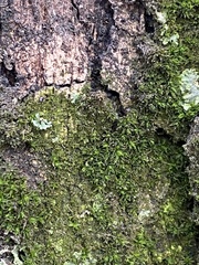 Orthotrichum diaphanum