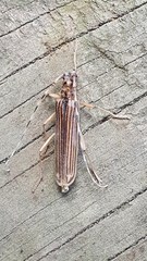 Leptachrous strigipennis