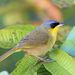Gray-crowned Yellowthroat - Photo (c) Carlos Sanchez, some rights reserved (CC BY-NC), uploaded by Carlos Sanchez