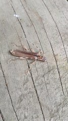 Leptachrous strigipennis