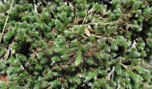 Selaginella dregei image