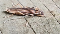 Leptachrous strigipennis