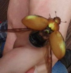 Anoplognathus suturalis