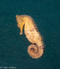 Hippocampus kuda