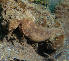 Hippocampus kuda