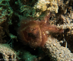 Achaeus japonicus