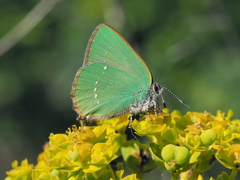 Callophrys chalybeitincta