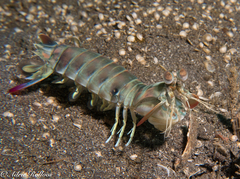 Odontodactylus scyllarus