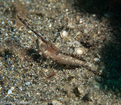 Dactylopus dactylopus
