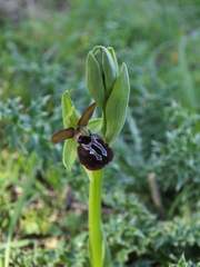 Ophrys sphegodes passionis