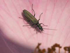 Oedemera virescens