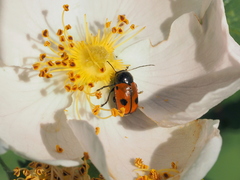 Cryptocephalus bipunctatus