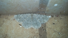Dicrognophos sartata