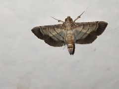 Cnaphalocrocis trebiusalis