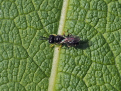 Entomognathus brevis