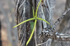 Parsonsia eucalyptophylla
