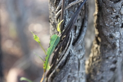 Parsonsia eucalyptophylla