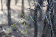 Parsonsia eucalyptophylla