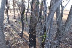 Parsonsia eucalyptophylla