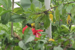 Cinnyris jugularis