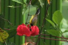 Cinnyris jugularis