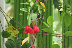 Cinnyris jugularis