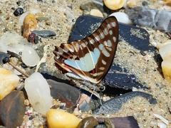 Graphium eurypylus lycaon