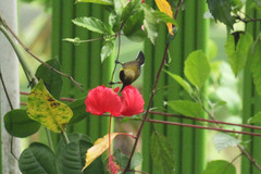 Cinnyris jugularis