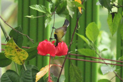 Cinnyris jugularis