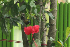 Cinnyris jugularis