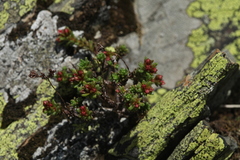Sedum tenellum