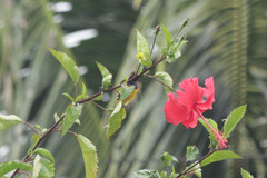 Cinnyris jugularis