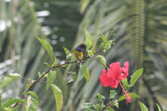 Cinnyris jugularis